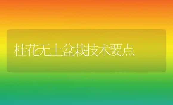 桂花无土盆栽技术要点 | 植物科普