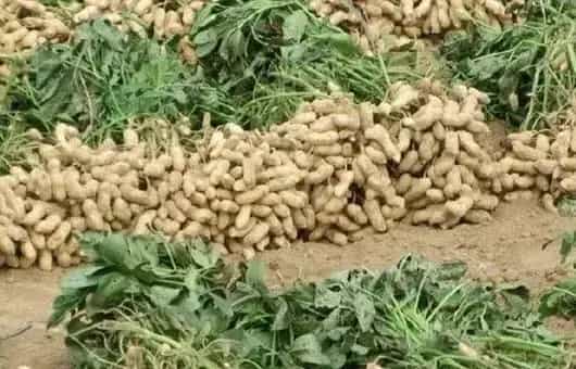 花生烂果什么原因？解决办法技巧分析
