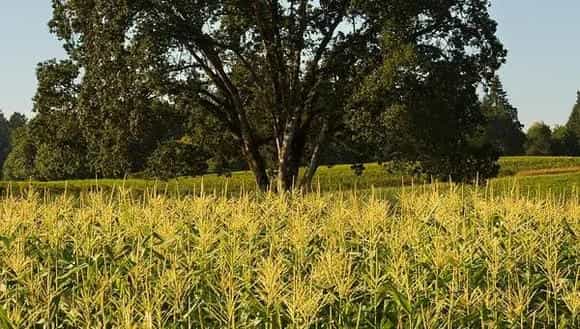 2018种玉米赚钱吗?玉米种植的利润与投资成本及前景预测