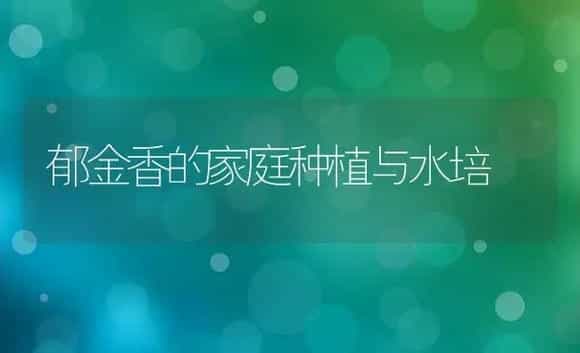 郁金香的家庭种植与水培 | 植物科普