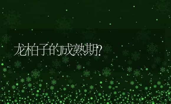 龙柏子的成熟期？ | 植物问答
