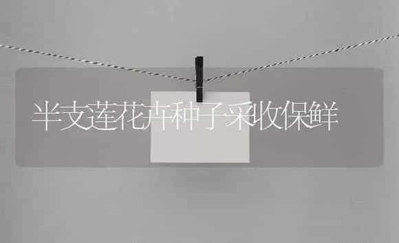 半支莲花卉种子采收保鲜 | 植物知识