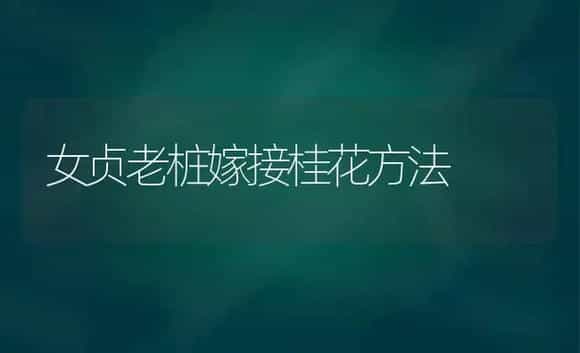 女贞老桩嫁接桂花方法 | 植物科普