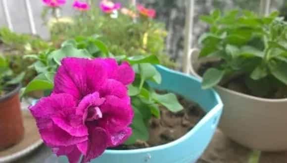 盆栽矮牵牛花怎么养 矮牵牛花养殖方法与注意事项