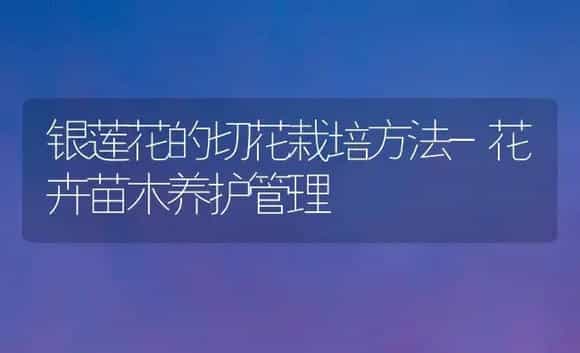 银莲花的切花栽培方法-花卉苗木养护管理 | 植物科普