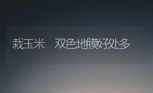 栽玉米 双色地膜好处多 | 植物百科