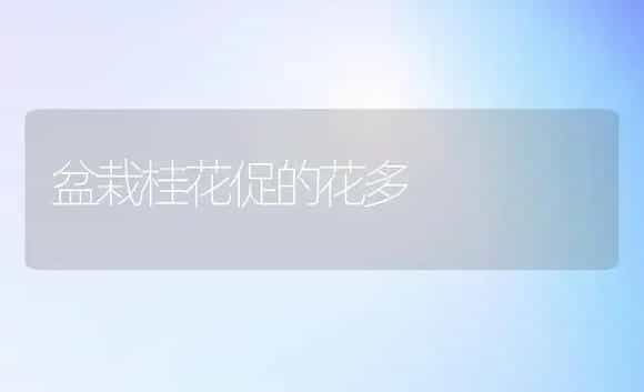 盆栽桂花促的花多 | 植物科普