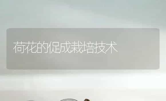 荷花的促成栽培技术 | 植物科普