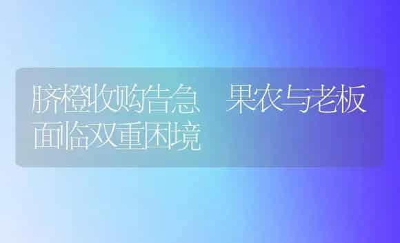 脐橙收购告急 果农与老板面临双重困境 | 植物科普