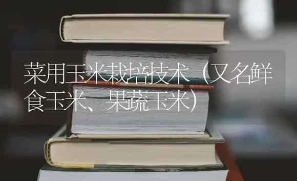 菜用玉米栽培技术(又名鲜食玉米、果蔬玉米) | 植物百科