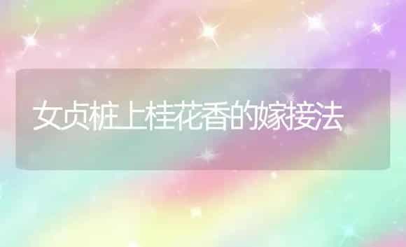 女贞桩上桂花香的嫁接法 | 植物科普