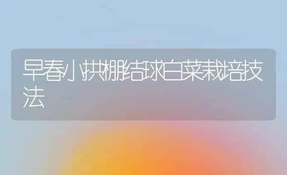早春小拱棚结球白菜栽培技法 | 植物科普