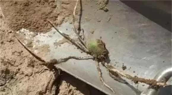 玉米有根无芽的原因及预防方法