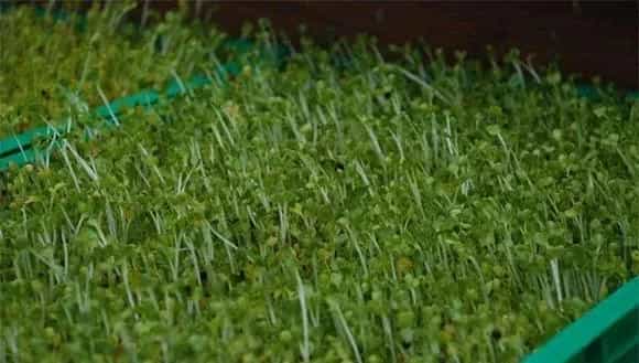 芽苗菜如何种植？推荐几种常见方法给您！