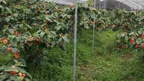 种樱桃树多大坑