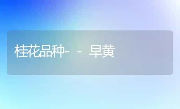 桂花品种--早黄 | 植物科普
