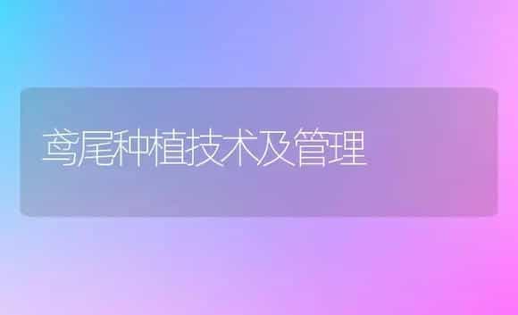 鸢尾种植技术及管理 | 植物科普