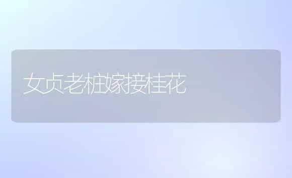 女贞老桩嫁接桂花 | 植物科普