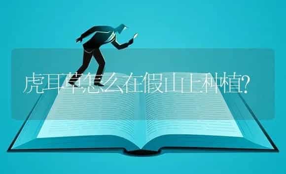虎耳草怎么在假山上种植？ | 植物问答