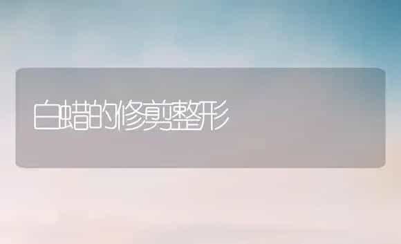 白蜡的修剪整形 | 植物科普