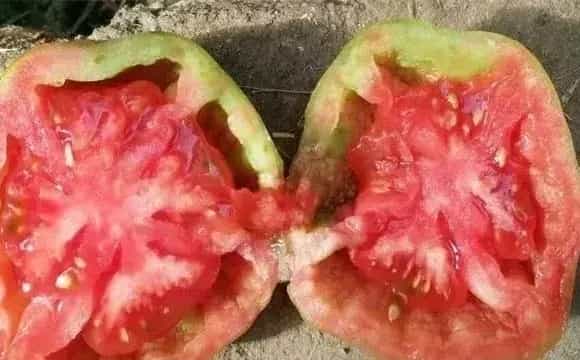 番茄空心原因及预防措施