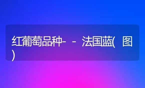 红葡萄品种--法国蓝(图) | 植物百科