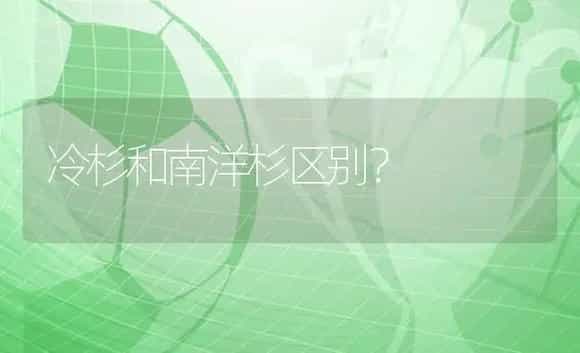 冷杉和南洋杉区别？ | 植物问答
