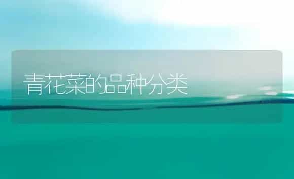 青花菜的品种分类 | 植物科普