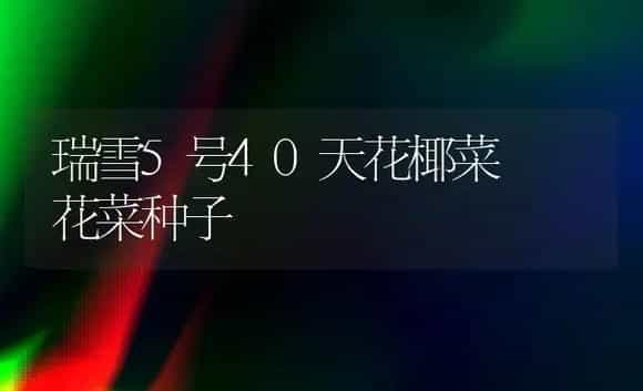瑞雪5号40天花椰菜――花菜种子 | 植物科普