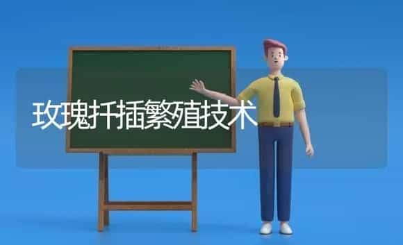 玫瑰扦插繁殖技术 | 植物科普