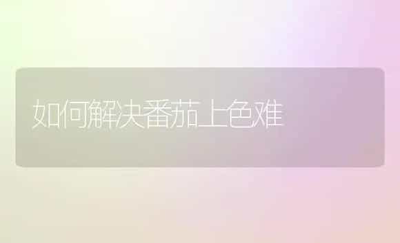 如何解决番茄上色难 | 植物科普