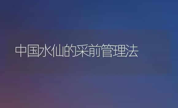 中国水仙的采前管理法 | 植物科普