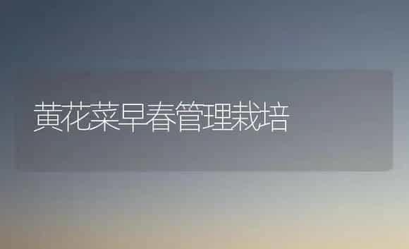 黄花菜早春管理栽培 | 植物科普