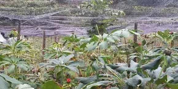 重楼种植条件 重楼人工种植方法