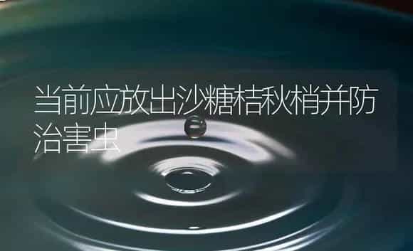 当前应放出沙糖桔秋梢并防治害虫 | 植物百科