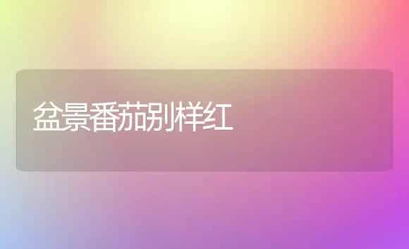 盆景番茄别样红 | 植物科普