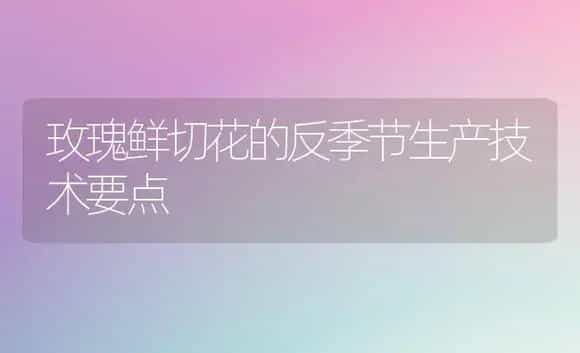 玫瑰鲜切花的反季节生产技术要点 | 植物科普