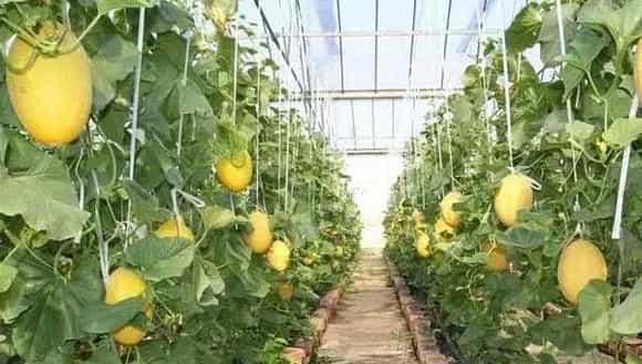 哈蜜瓜种植时间和方法