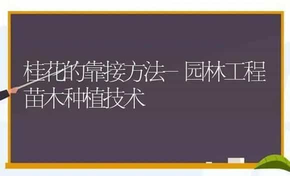 桂花的靠接方法-园林工程苗木种植技术 | 植物科普