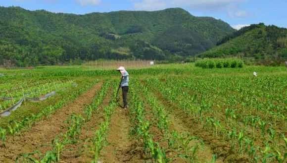 2018种玉米赚钱吗?玉米种植的利润与投资成本及前景预测