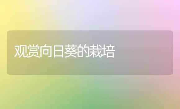 观赏向日葵的栽培 | 植物科普