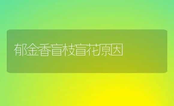 郁金香盲枝盲花原因 | 植物科普