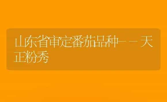 山东省审定番茄品种--天正粉秀 | 植物科普