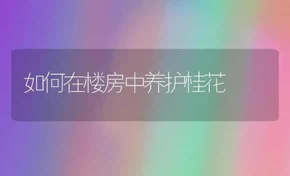 如何在楼房中养护桂花 | 植物科普