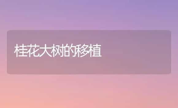 桂花大树的移植 | 植物科普