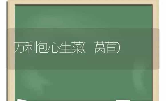 万利包心生菜(莴苣) | 植物科普