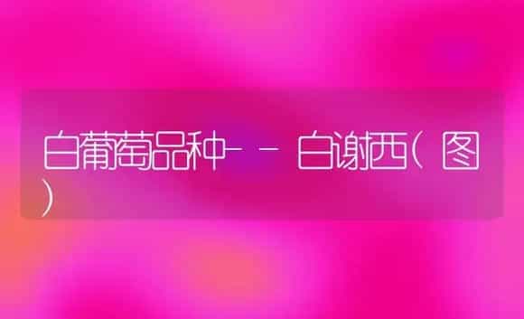 郁金香自然球栽培管理-花卉苗木养护管理 | 植物科普