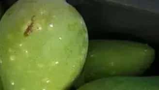如何防治芒果介壳虫？