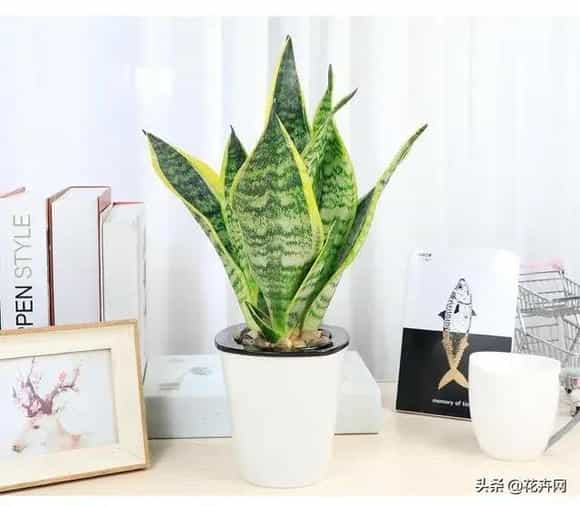 卫生间里适合养哪些植物？