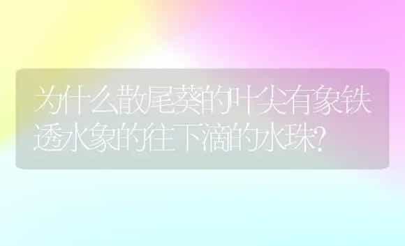 为什么散尾葵的叶尖有象铁透水象的往下滴的水珠？ | 植物问答